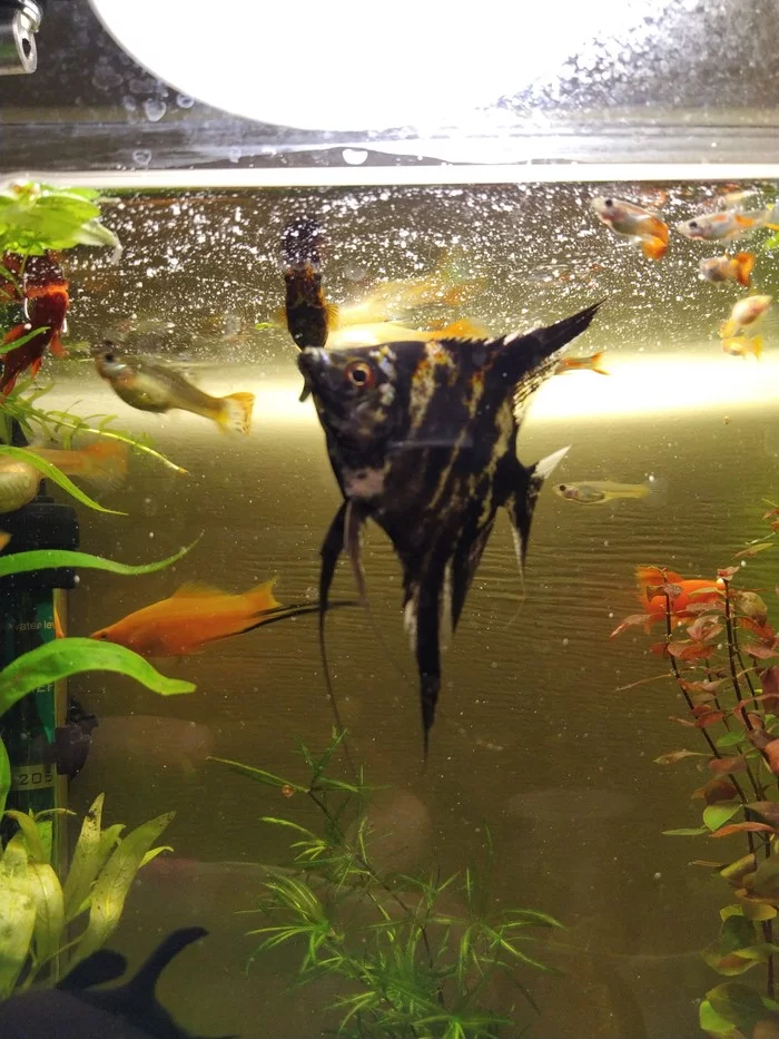 Anti-scientific discovery - My, Aquarium, Guppy, Mollies, Swordtail, Angelfish, Experiment, Aquarium fish, Cookies