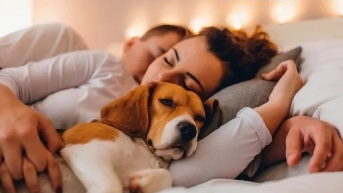 Sharing a bed with a pet? - cat, Dog, Pets, Interesting, Useful, Dream, Sex, Longpost