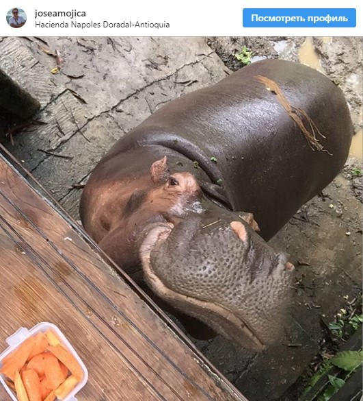 Pablo Escobar's Hippos - hippopotamus, Pablo Escobar, Colombia, Nature, Longpost