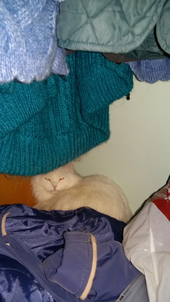 Я -моль! Отдайте шубу!