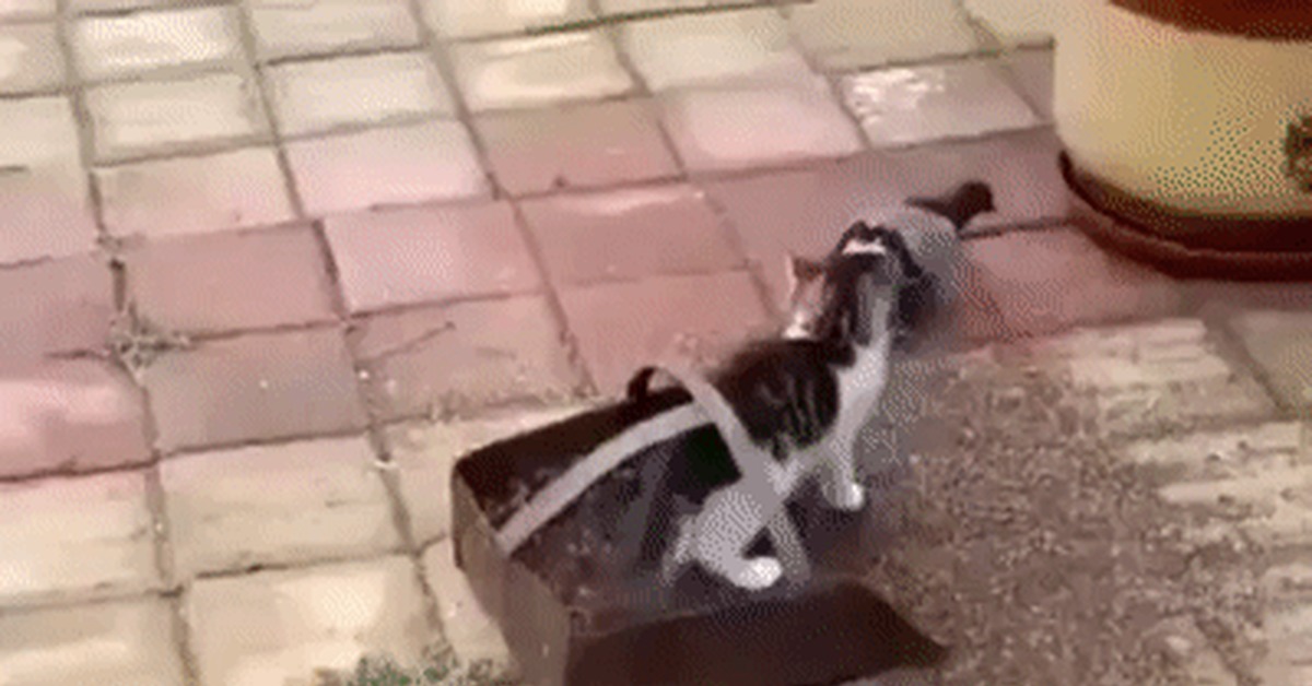 Gotcha - GIF, cat, Pigeon