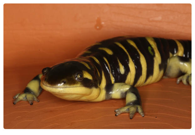 Tiger Ambystoma. Clumsy Night Stalker - Amphibians, Animals, Moscow Zoo, Ambistoma, Yandex Zen, Video, Longpost