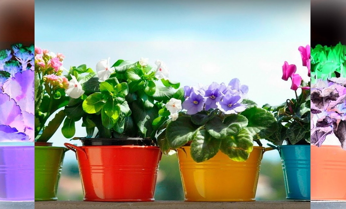 ����� (��������� �������-�����������)