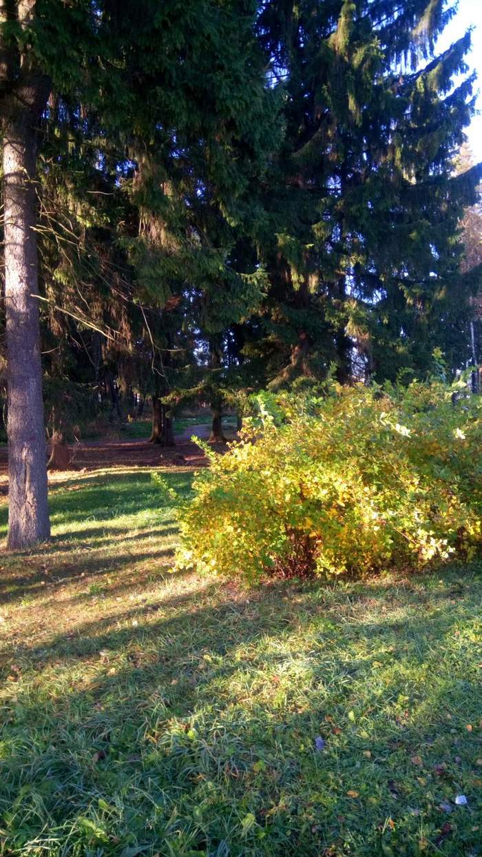 Evening shadows - My, Summer, Evening, Forest, Shadow, The sun