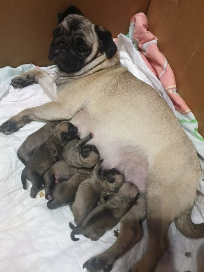 Happiness - My, Puppies, Dogs and people, Pug, Happiness, Family, Longpost, Dog