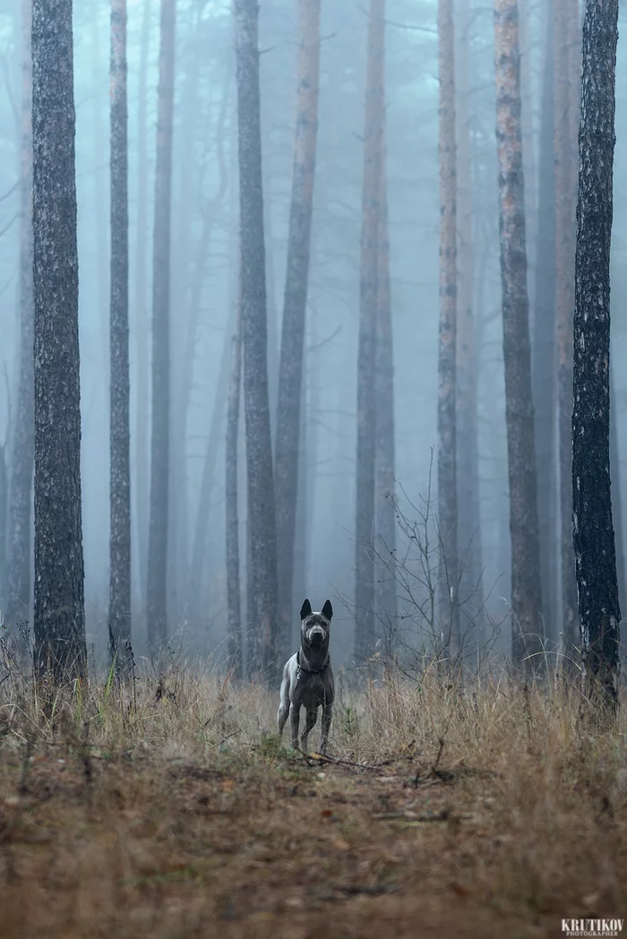 Child of the Mist - My, Dog, Thai Ridgeback, Autumn, Fog, Animalistics, Nikon D750