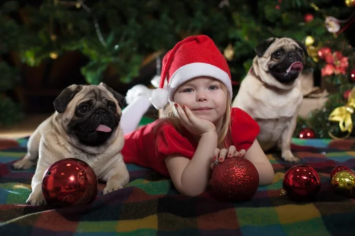 Reply to the post Zooshiza - My, Dog, Funny animals, Pug, PHOTOSESSION, Animals, Children, New Year, Reply to post