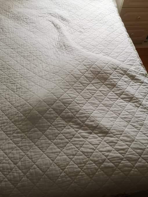 Body outline under the blanket - cat, Under the blanket, Outlines, Bed