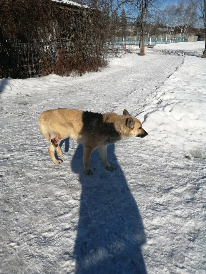 Dog needs help - My, Help, Dog, Longpost, No rating, Found a dog, Saratov