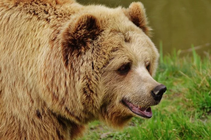 Meeting the Brown Bear! How is she? - My, The Bears, Forest, Hike