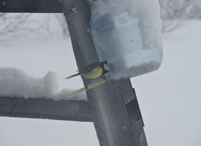 Продолжение саги о горностае Длиннопост, Куница, Горностай, Кормушка, Мурманская область