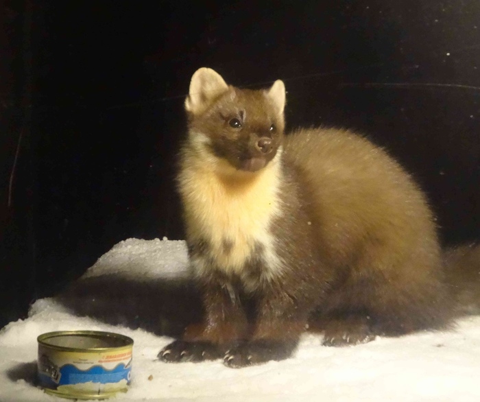 Продолжение саги о горностае Длиннопост, Куница, Горностай, Кормушка, Мурманская область