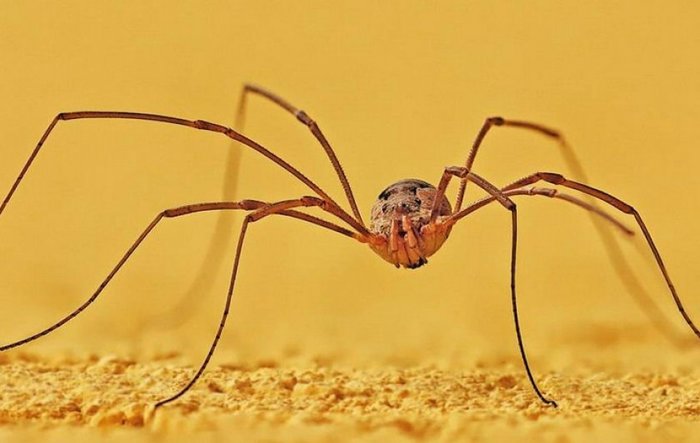 Arachnophobes should not read this - Spider, Penis, Facts, Haymaker Spider, Entomology, The photo