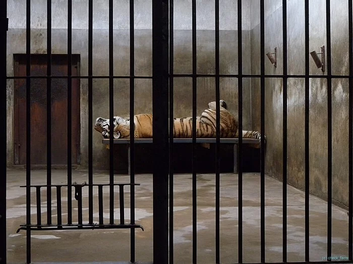 I'm lying behind bars in a damp dungeon... - Tiger, Lattice, The photo