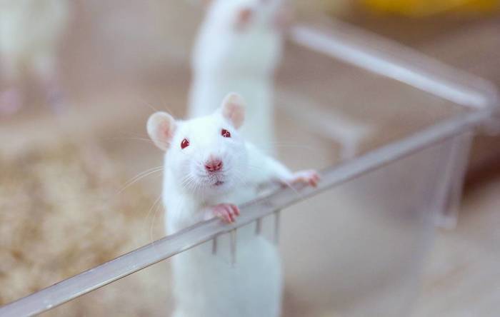 Rats detect early cancer better than the most advanced equipment - My, Disease, The medicine, Oncology, Crayfish, Animals, Research, Rat, Diagnostics, Cancer and oncology