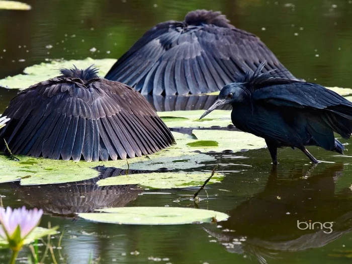 black heron - Heron, Black Heron, The photo, Longpost