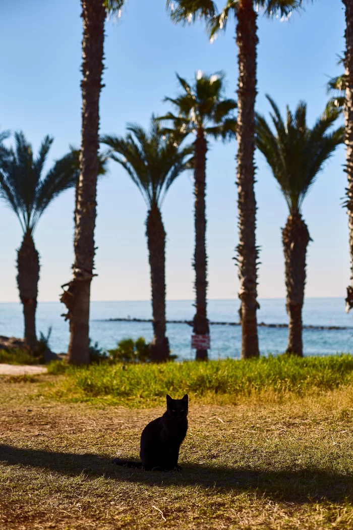 A shadow that walks on its own - cat, Palm trees, Cyprus, Shadow, Sea, Canon