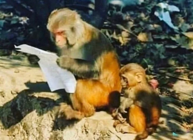 That moment when dad looks at the deuce in the homework he helped you do - School, Parents, Homework, Animals, Monkey