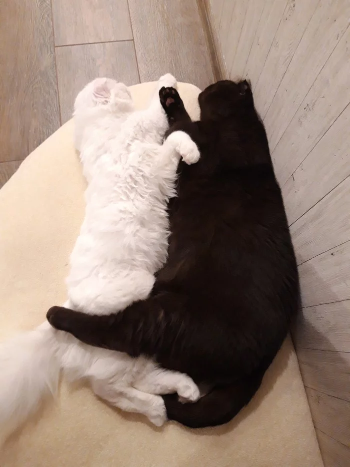 Yin Yang - My, cat, Yin Yang, Pets, Black cat