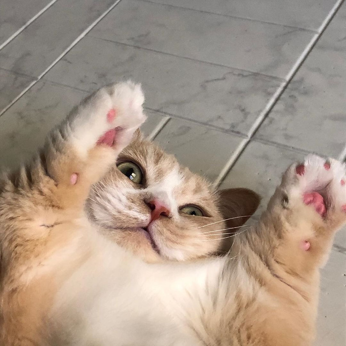 Все, сдаюсь!