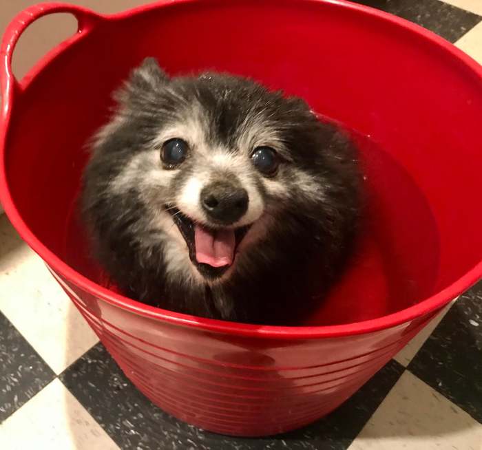 Elderly, 14-year-old dog Usagi loves to take warm baths, which help her with joint pain - Dog, Pomeranian, Papillon, Hybrid, Pets, Bathing, Pain, Joints, Bathing