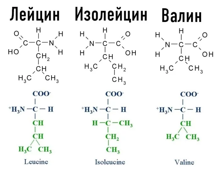 Аминокислоты это строительные блоки белков - Моё, Питание, Белок, Диета, Метаболизм, Лайл макдональд