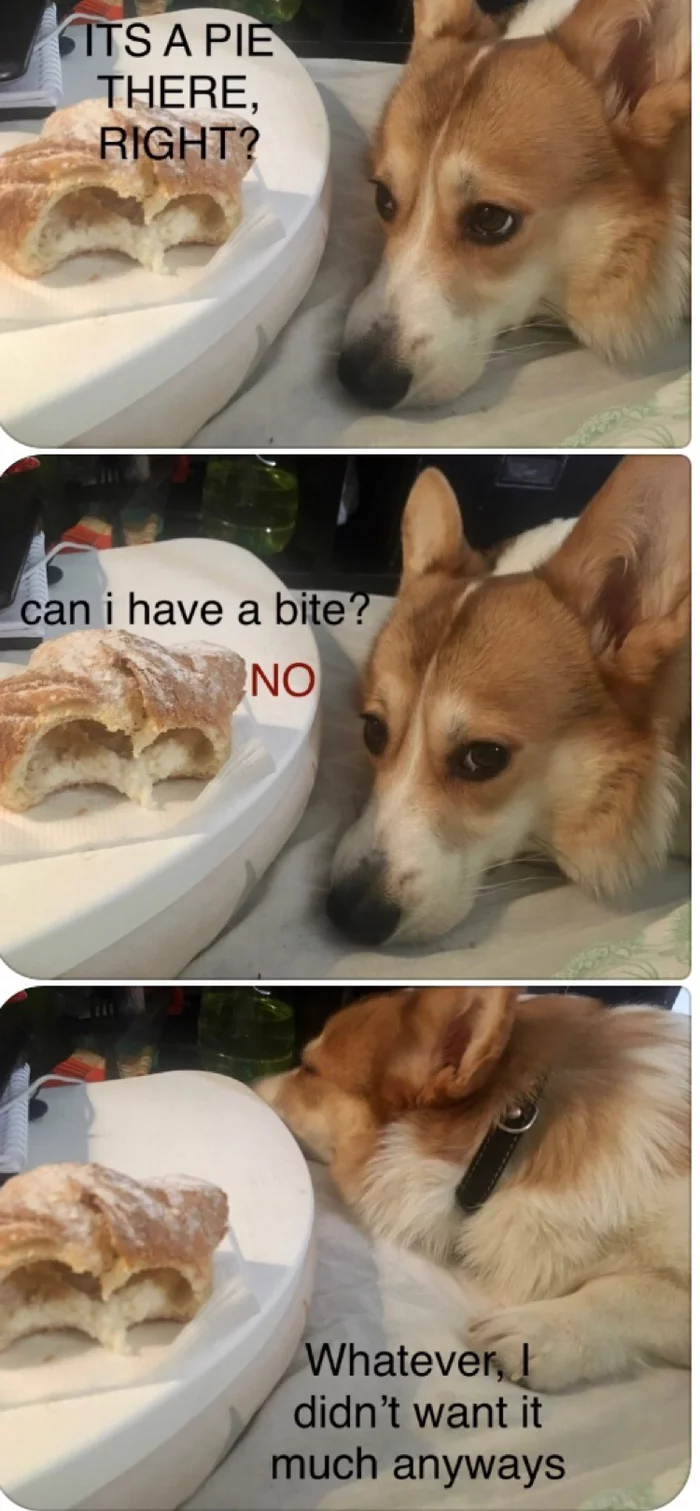 Is this a pie you have here? - My, Corgi, Suffering, Cake, Longpost, Dog