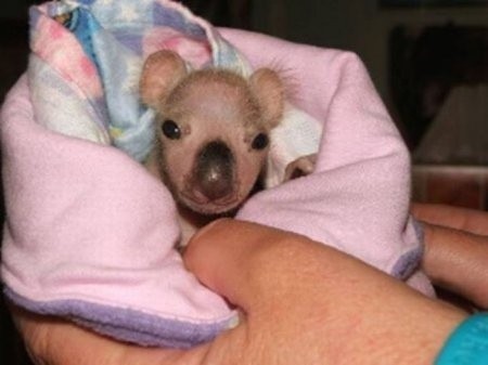 Rescue of two little koalas - Australia, Koala, Animals, The rescue, Animal Rescue, Longpost, Young