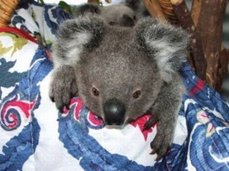 Rescue of two little koalas - Australia, Koala, Animals, The rescue, Animal Rescue, Longpost, Young