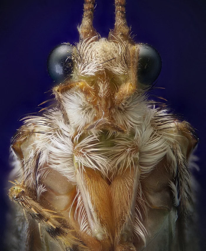 Portrait of a caddisfly - My, Macro photography, Insects, Microscope, Caddis fly, Microfilming