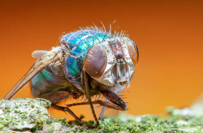 Fly - My, Macro, Macro photography, Муха, Stack, Canon, Canon EOS 550D