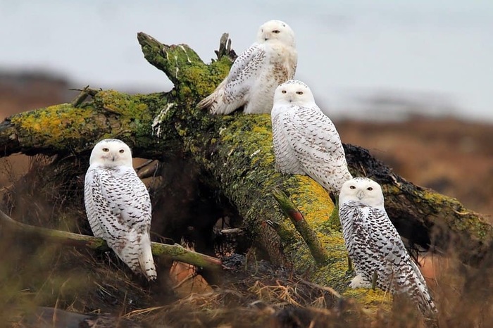 Мы разве тебя приглашали?