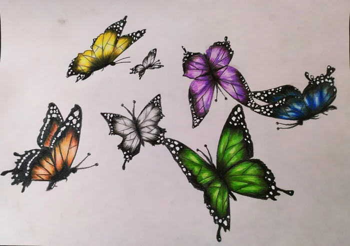 Butterflies - My, Insects, Colour pencils, Drawing