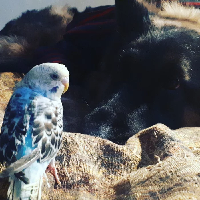 long-awaited friendship - German Shepherd, A parrot, friendship