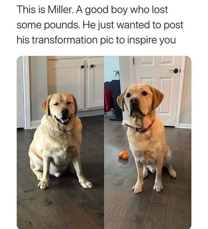 Miller did it and so can you! - Dog, Slimming, Picture with text