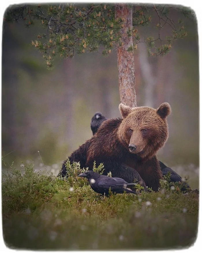 Как вороны медведя летать учили Медведь, Фотография, Дикая природа, Ворон, Длиннопост