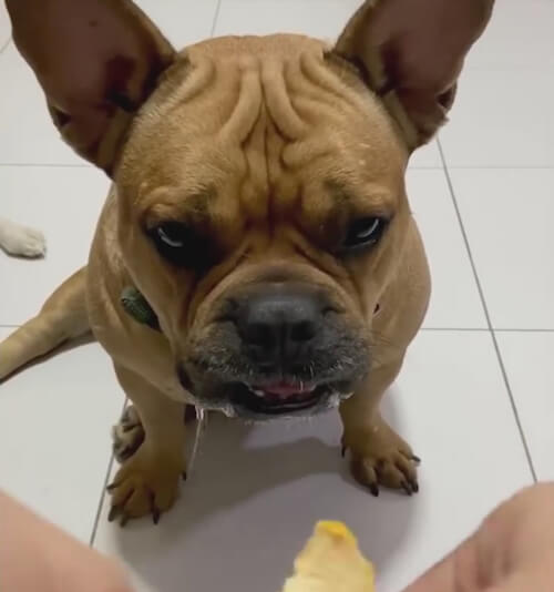 The dog looks like he would kill for a tasty orange - Animals, Dog, Humor, Orange, Video