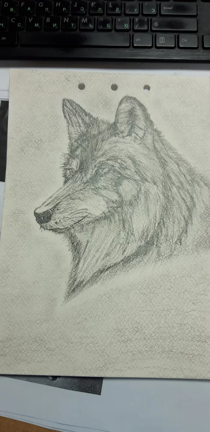 Pencil drawing - My, Hobby, Wolf, Simple pencil