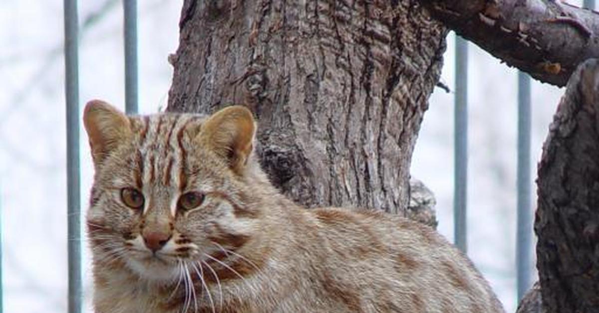 Амурский лесной кот фото