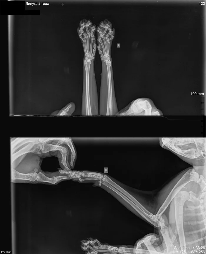 X-ray of a cat :3 - My, cat, X-ray, Fracture, Paws