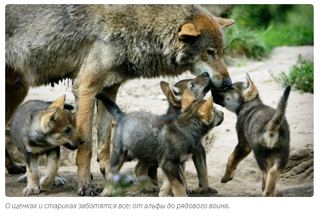 Gray wolf: How wolves calm rowdies in the pack - Animals, Wolf, Informative, Yandex Zen, Longpost, Animal book