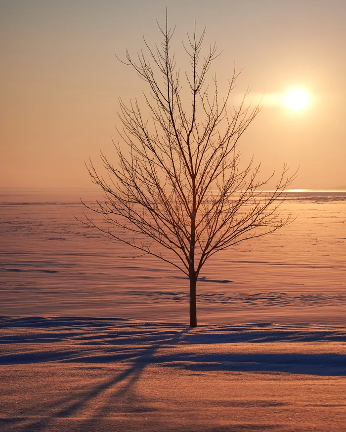 Everything will be fine - My, Silence, Sunset, Tree, The photo