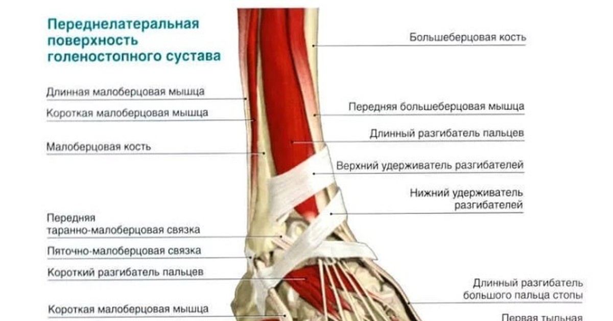 Боли в щиколотке на ноге. Анатомическое строение голеностопного сустава. Движения в голеностопном суставе мышцы. Связки свода стопы анатомия. Малоберцовые сухожилия голеностопного сустава.