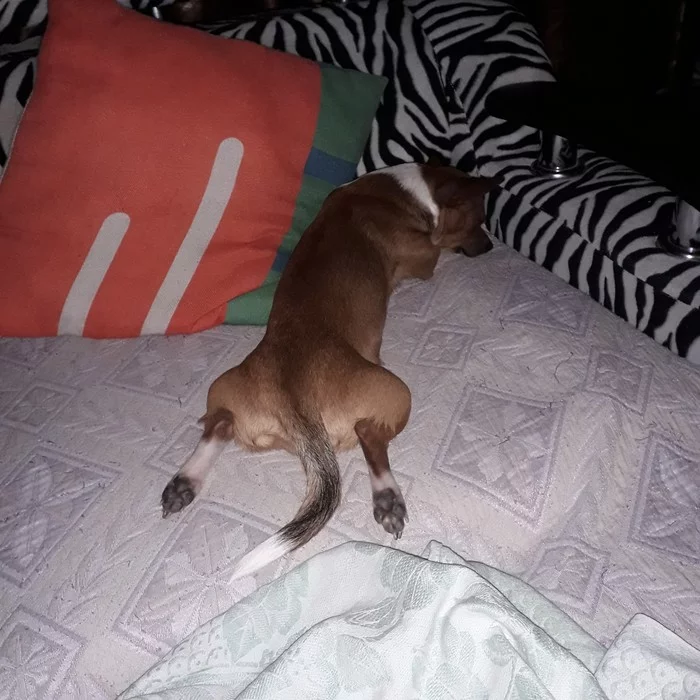 Chihuahua sleeps - My, Chihuahua, Dream, Dog