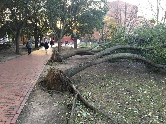 Consequences of the passage of the storm Kiara - Netherlands, Belgium, Storm, Nature, Element, Longpost, Netherlands (Holland)