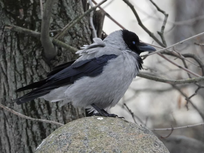 She flew to the market and said loudly to everyone: “Kar! - My, Crow, Linda, The photo, Photographer, Birds, Bird watching, Forest