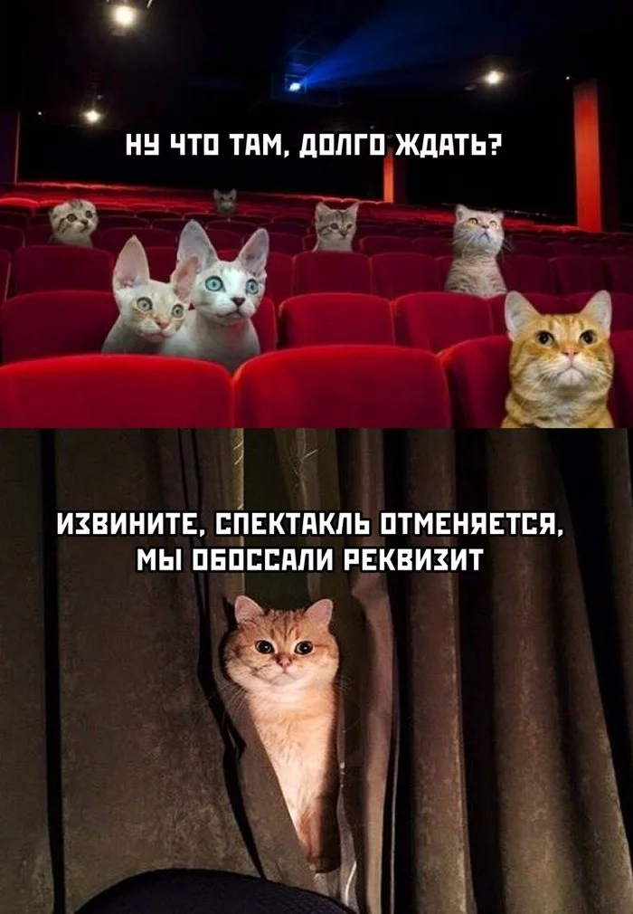 Спектакль отменяется - Котомафия, Кот, Мемы