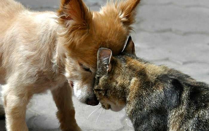 Кто лучше, кошка или собака? | Пикабу