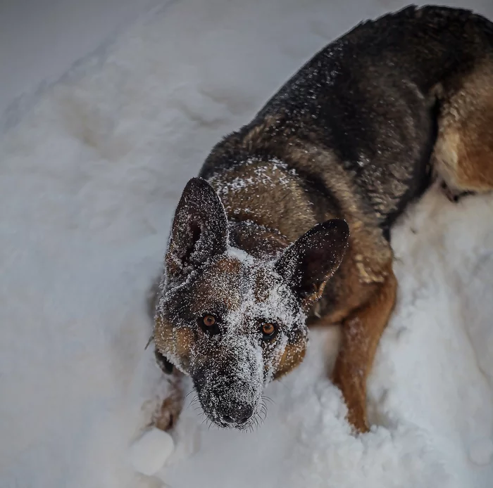 My dog - My, Dog, East European Shepherd, The photo, Longpost