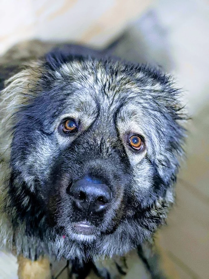 “This breed cannot be trained,” they said - My, Dog, Training, Dog training, My life, Animals, Video, Longpost, Caucasian Shepherd Dog